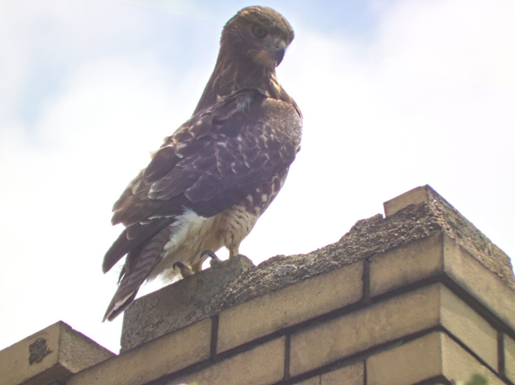 Peregrine falcon