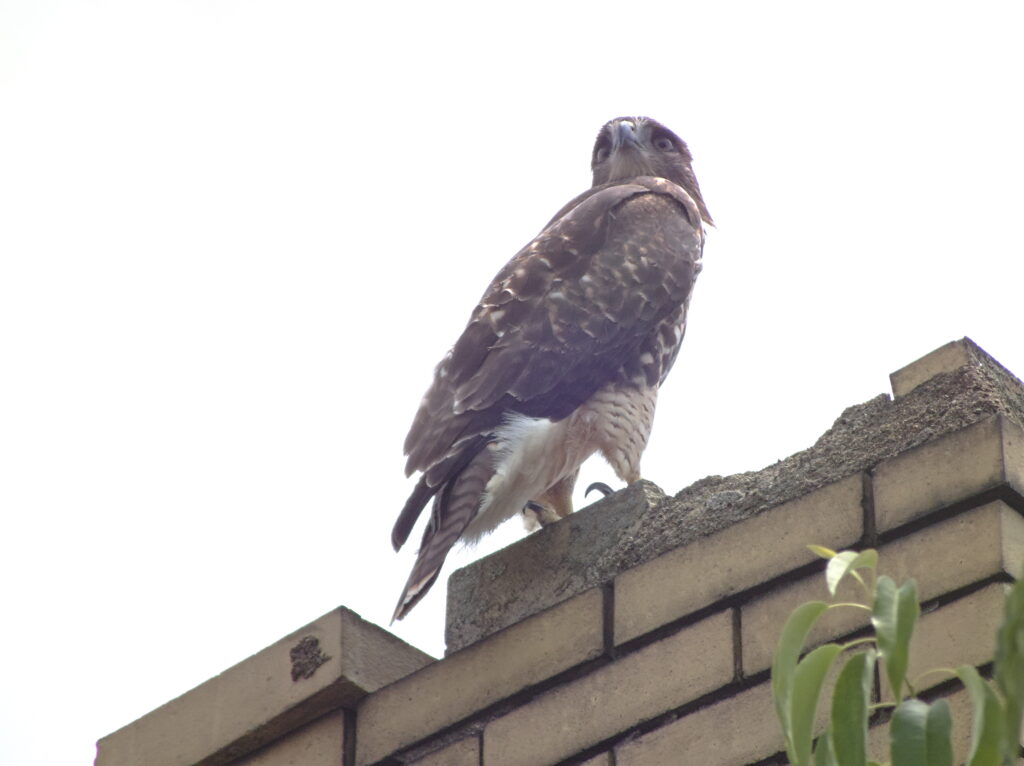 Peregrine falcon