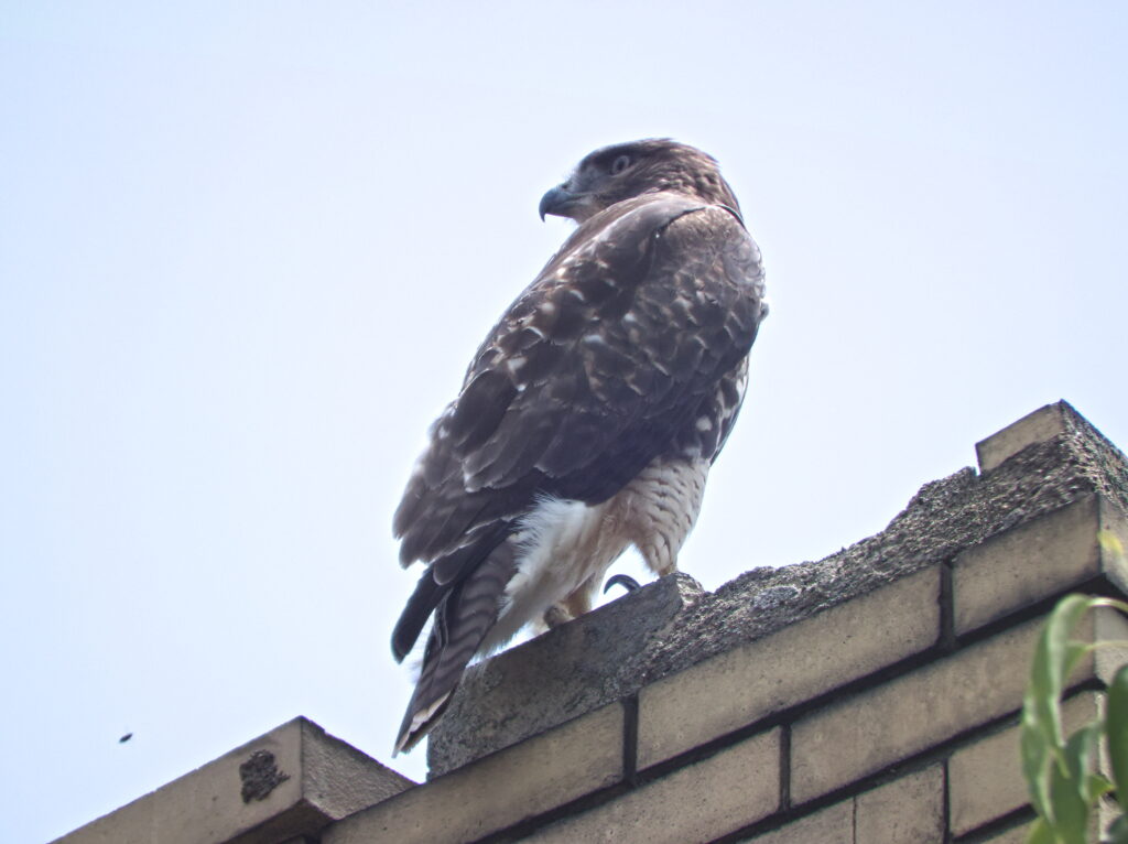 Peregrine falcon