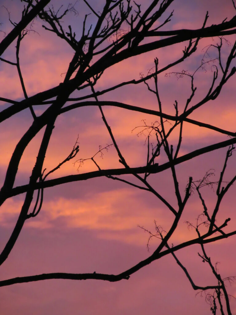 Sunset through a dead tree