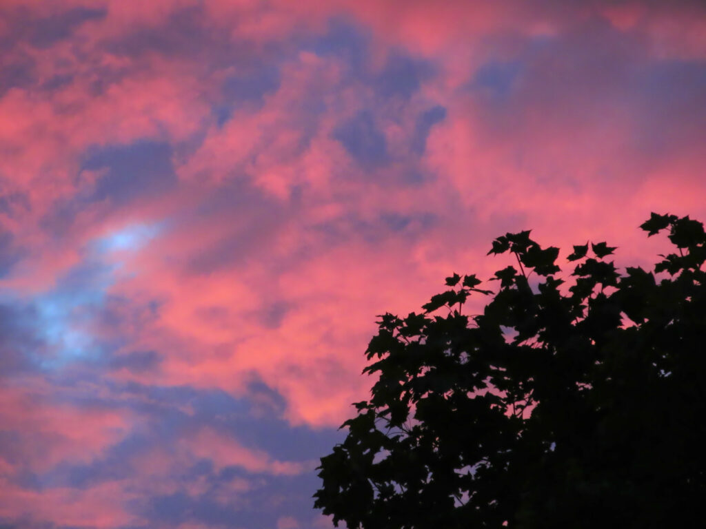 Sunset behind a maple