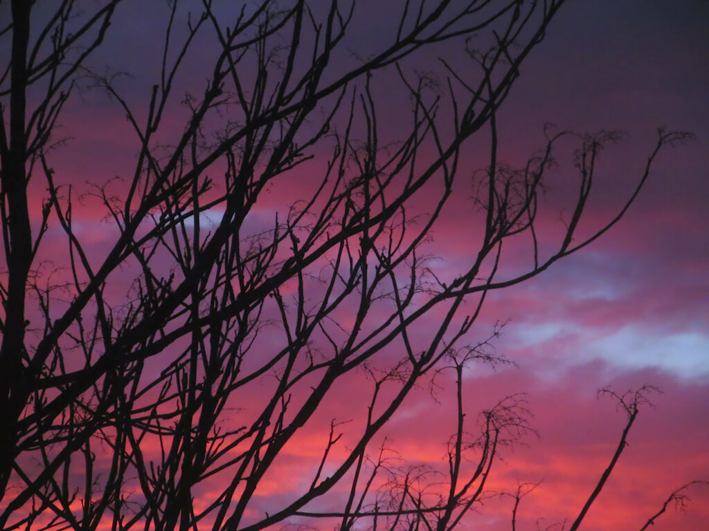 Sunset through bare branches