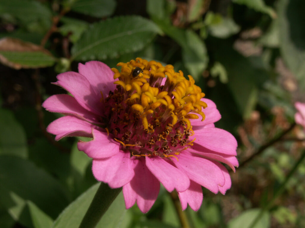 Zinnia elegans