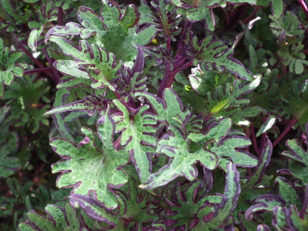 Coleus scutellarioides