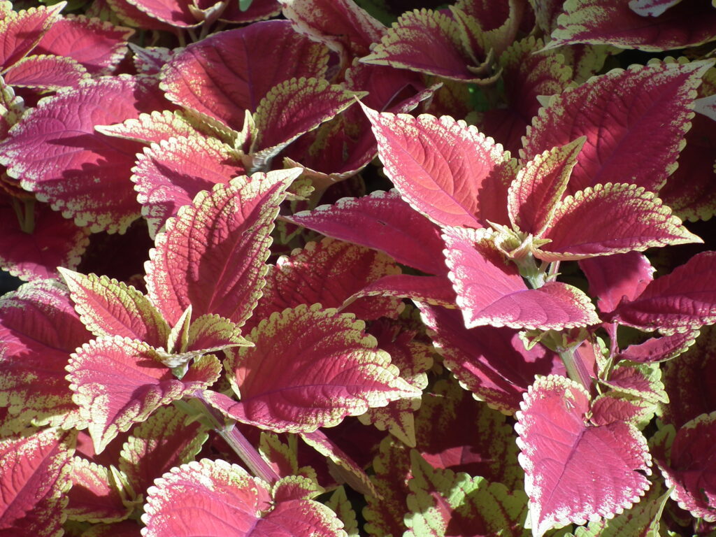 Coleus scutellarioides