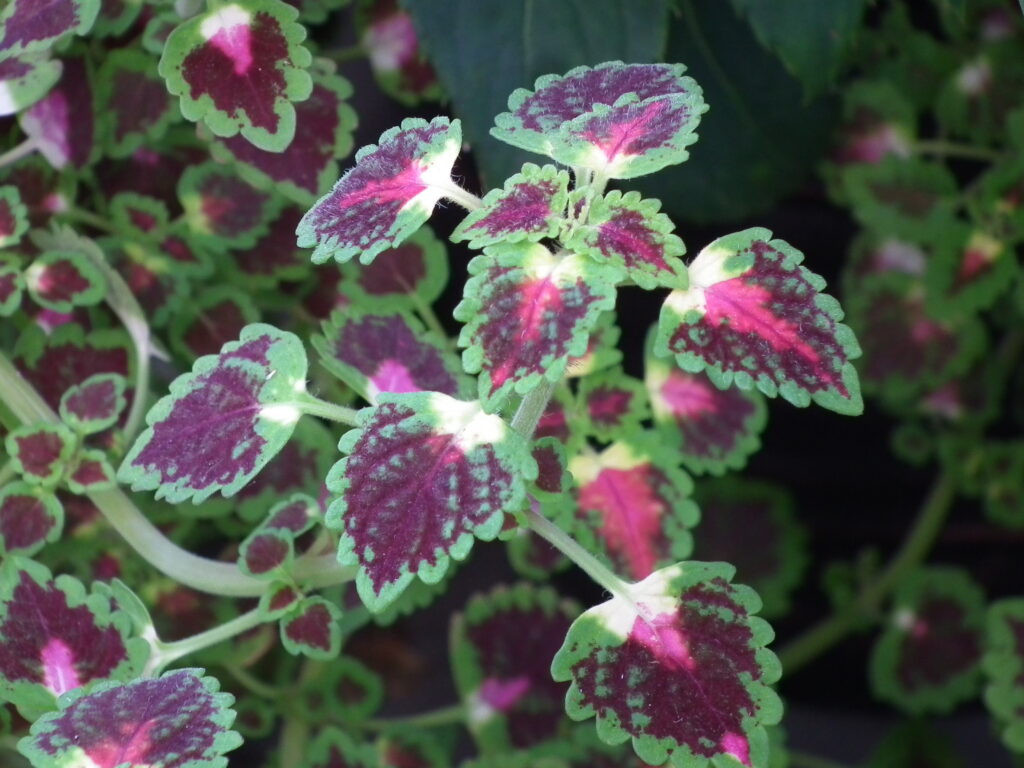 Coleus scutellarioides