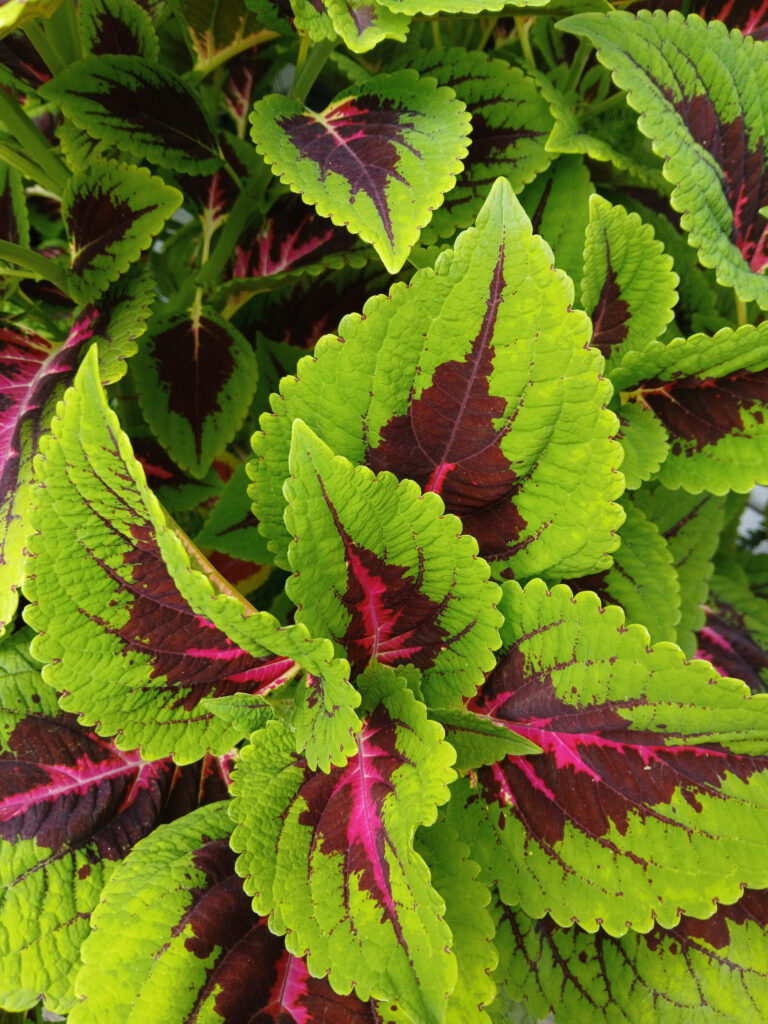 Coleus scutellarioides