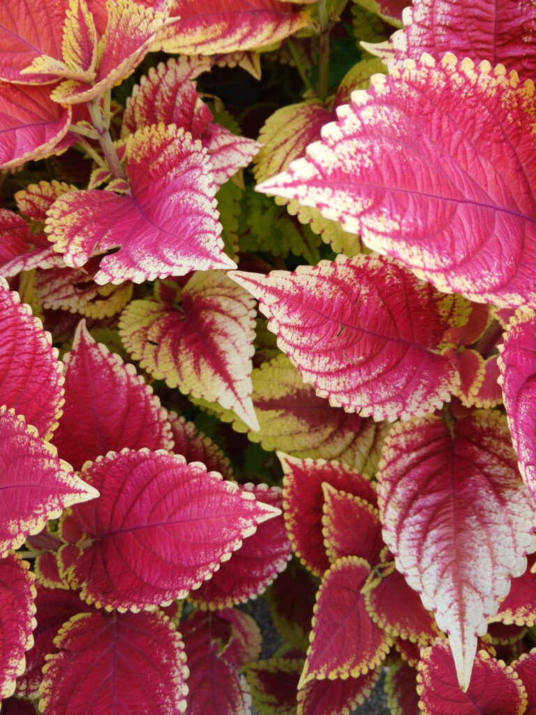 Coleus scutellarioides