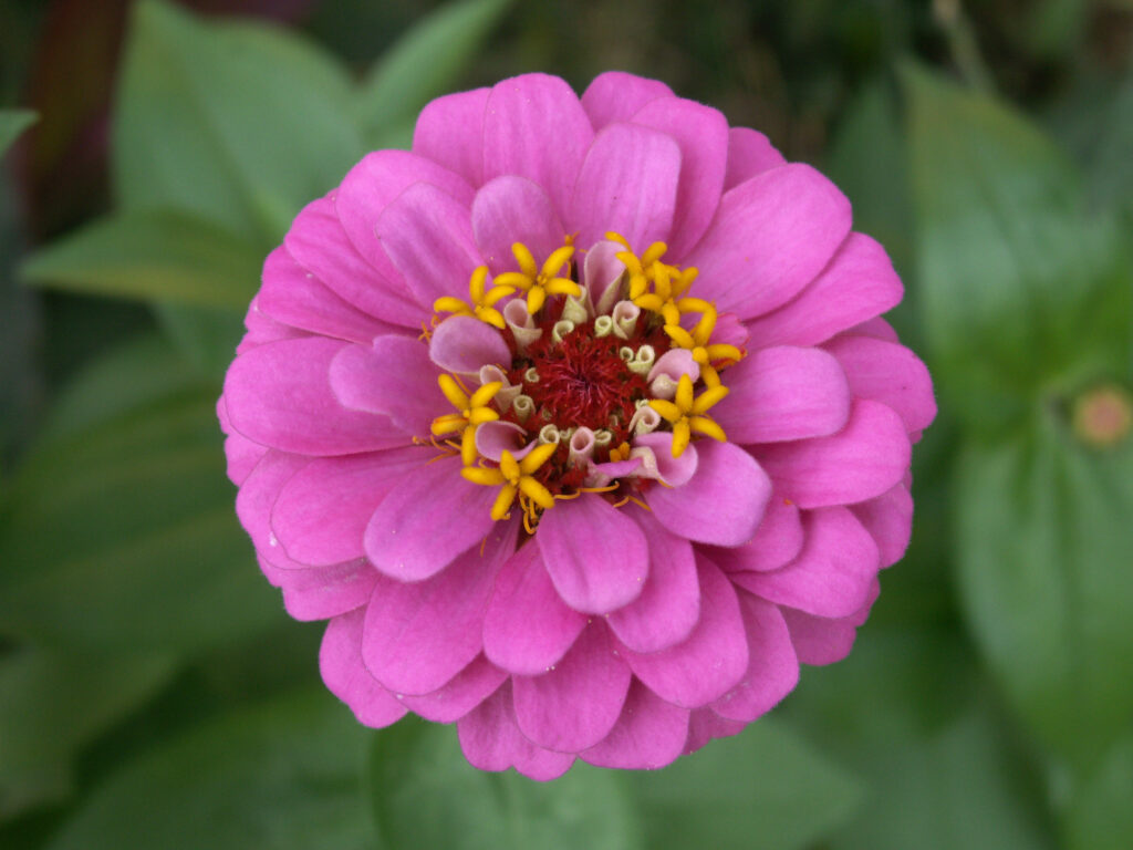 Pink Zinnia