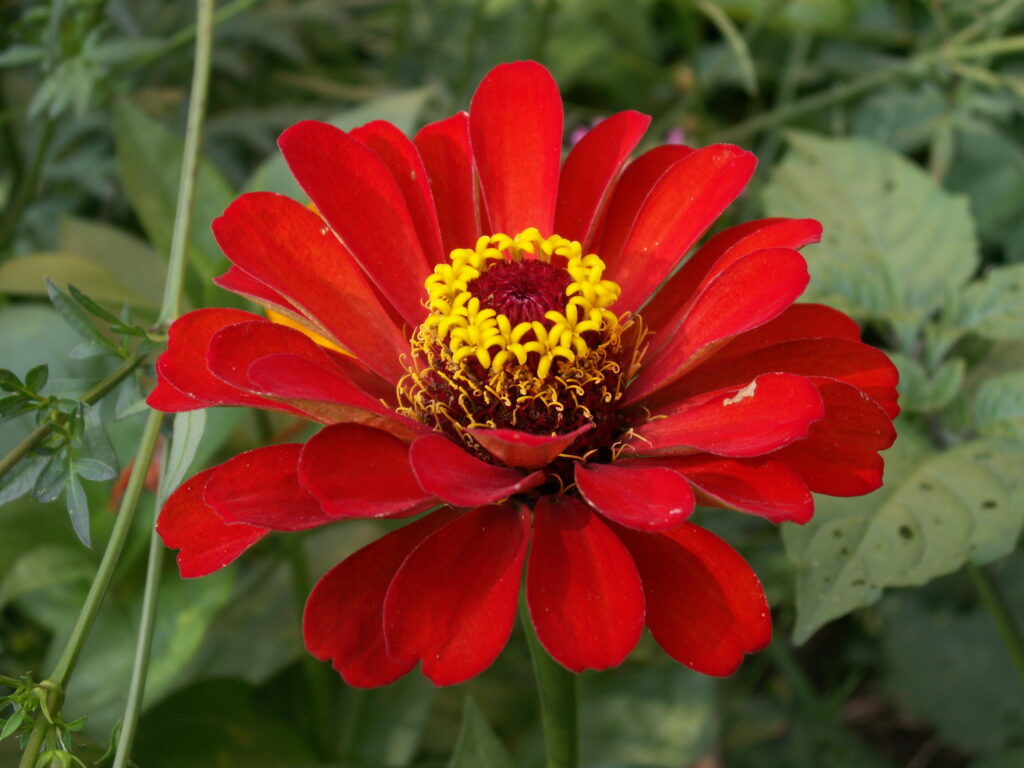 Red Zinnia