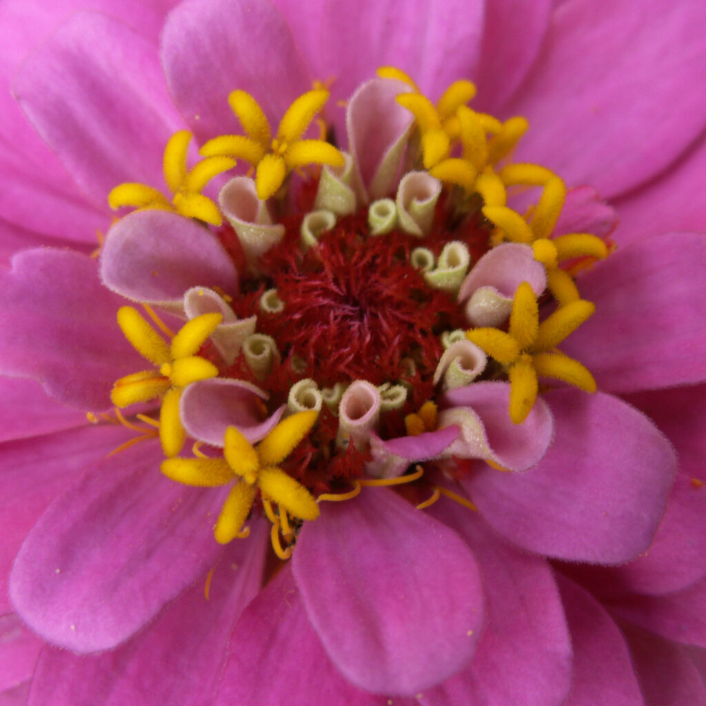 Detail of a pink Zinnia