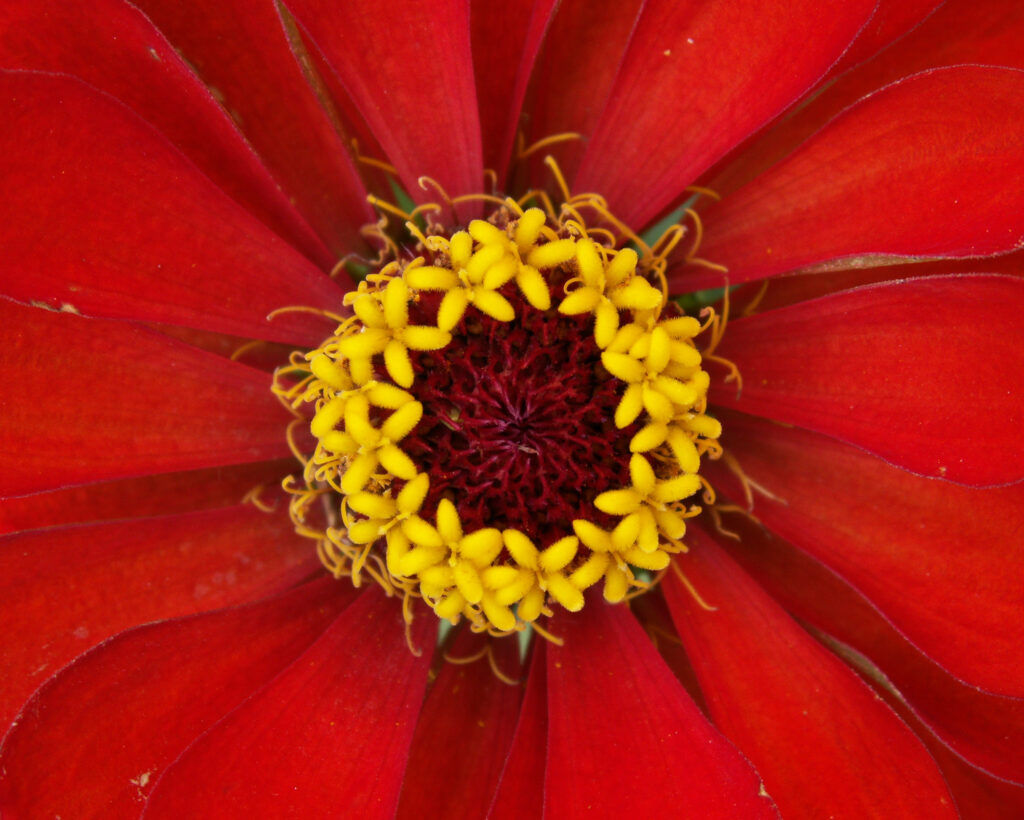 Detail of a red Zinnia