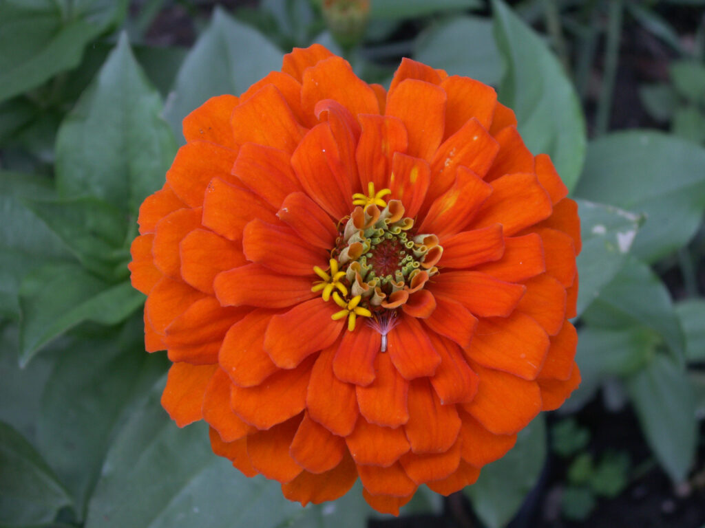 Orange Zinnia