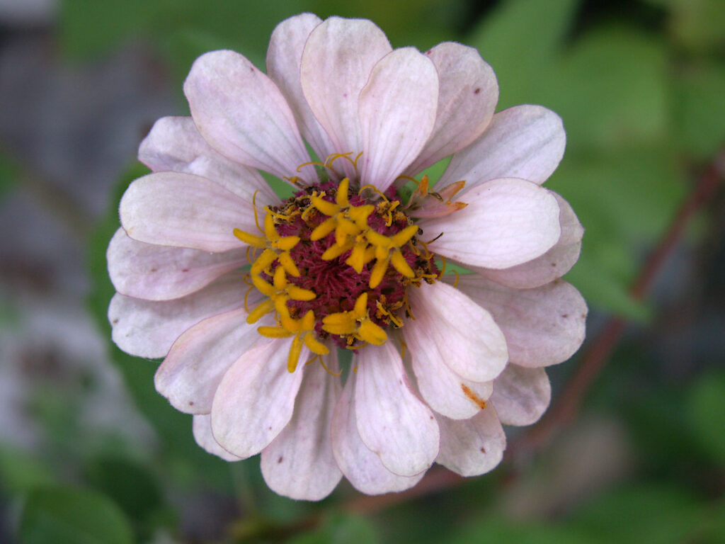 Pale pink Zinnia