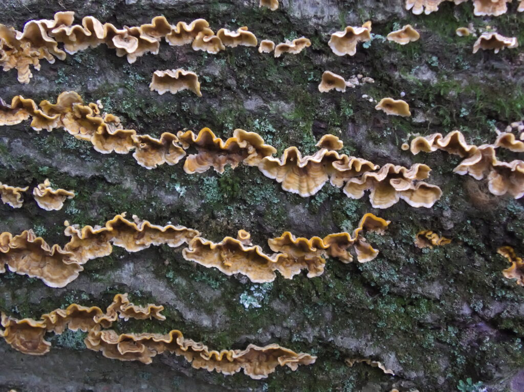 Fungus growing on a log in Bird Park, Mount Lebanon