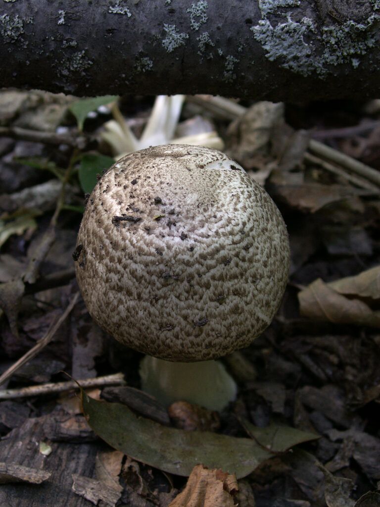 Mushroom under a fallen branch