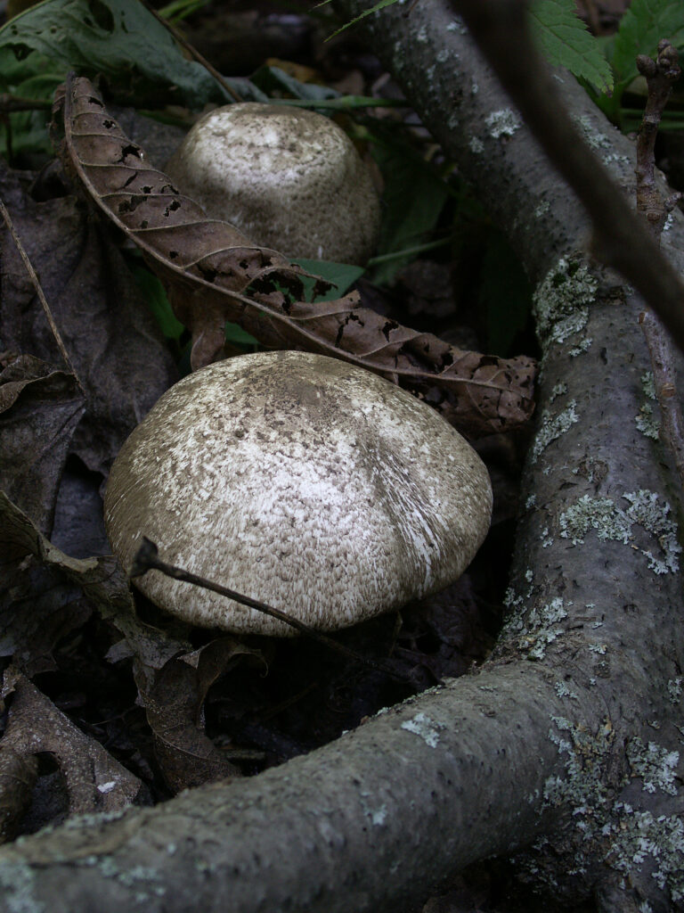 Two mushrooms in the leaf litter