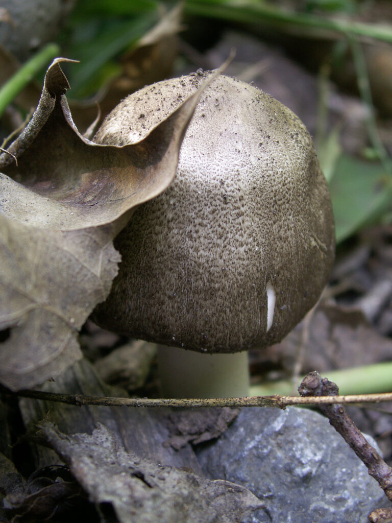 Mushroom pushing up through the leaves