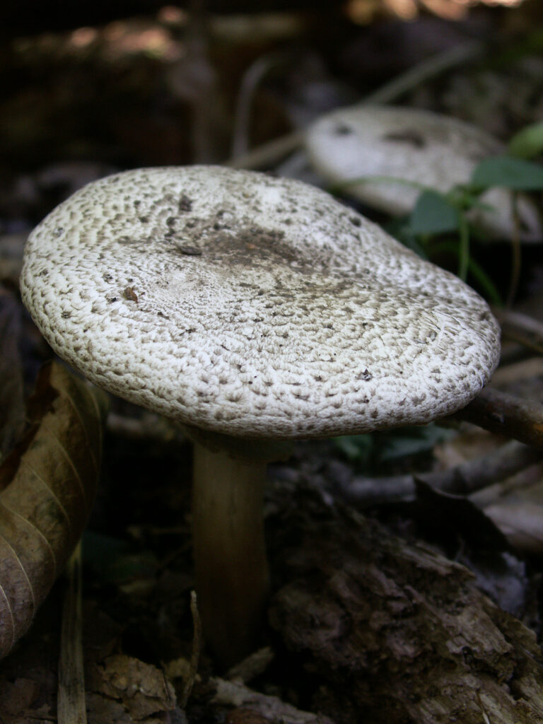 Mushroom with cap fully extended