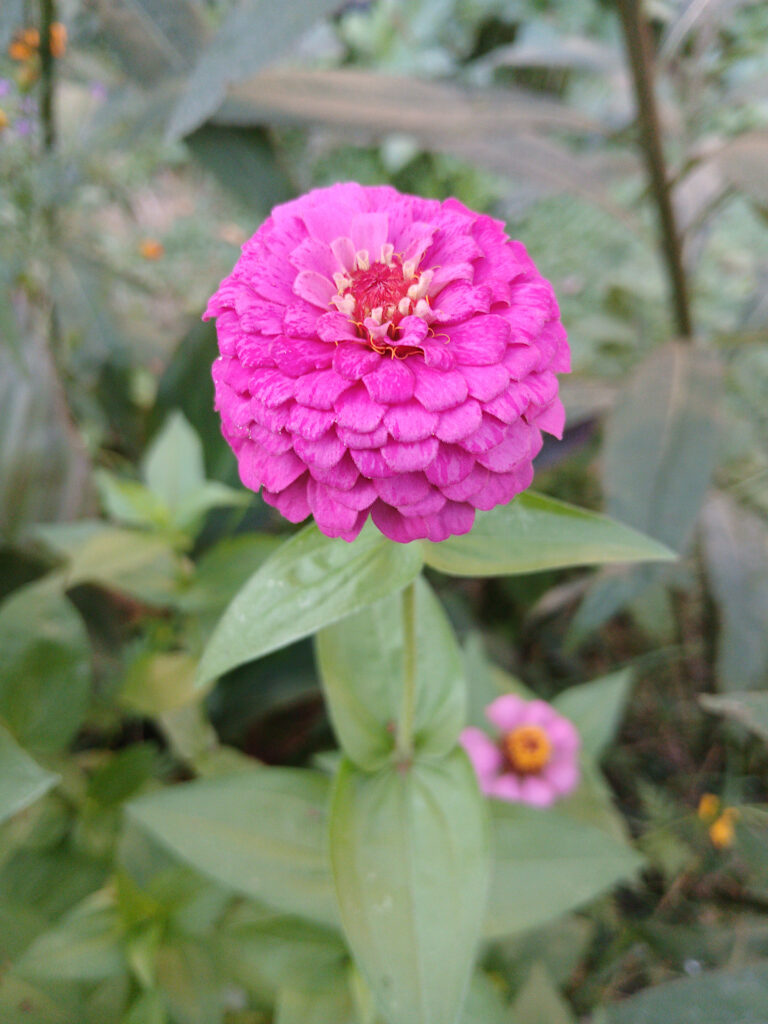 Double pink zinnia