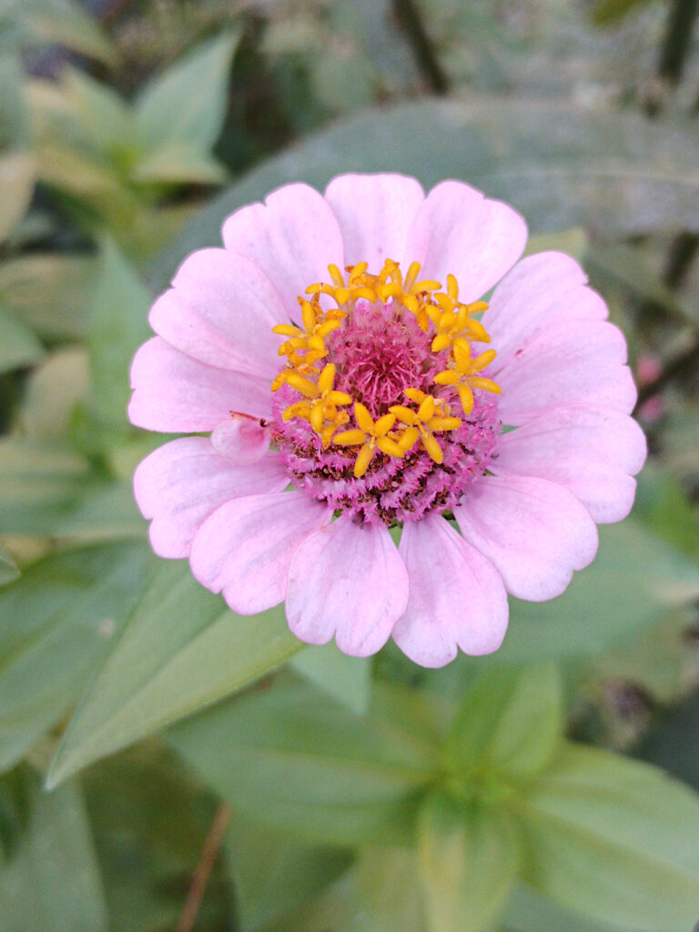 Pale pink zinnia