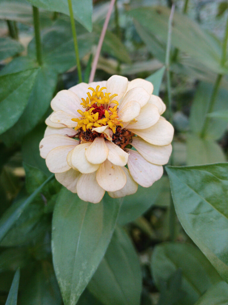 Nearly white zinnia