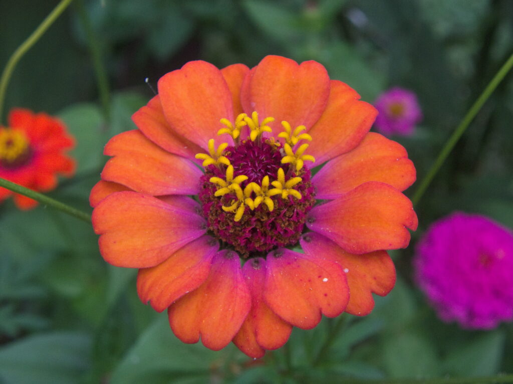 Orange zinnia with pink at the base of the petals