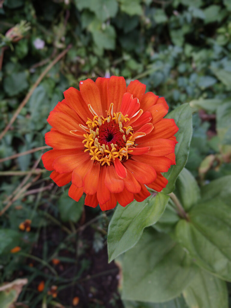 Red-orange zinnia