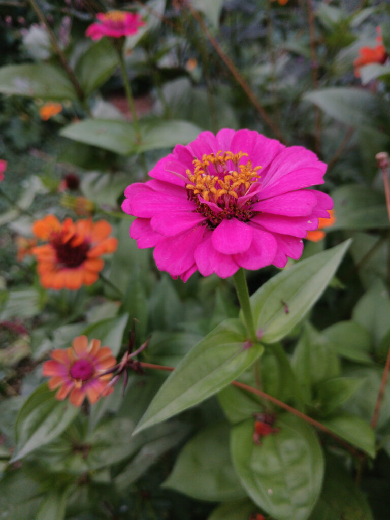 Pink Zinnia with more in the background