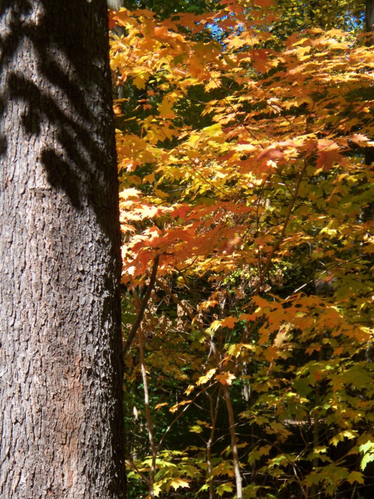 Maple leaves behind a tree trunk