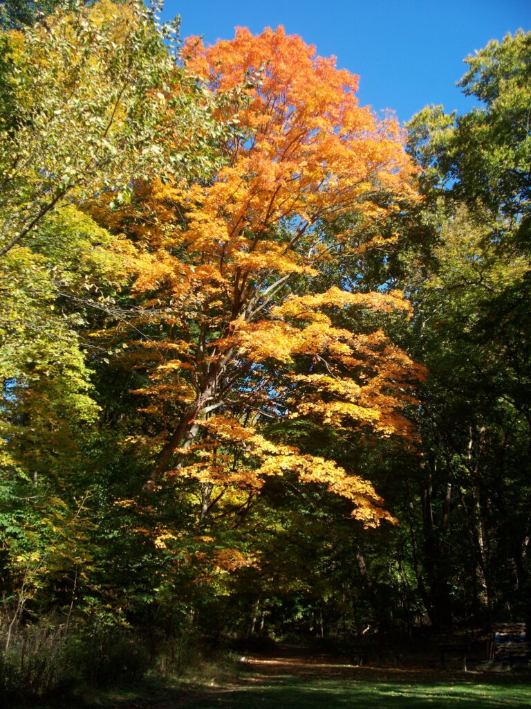 Maple tree in fall plumage