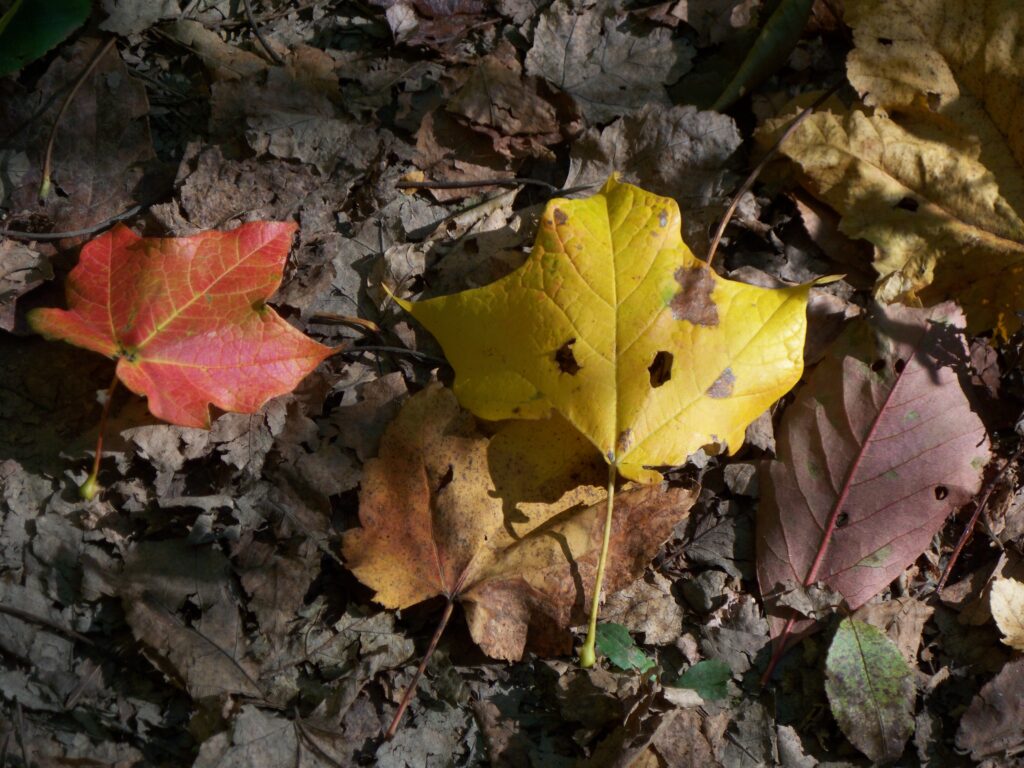 Leaves on the ground