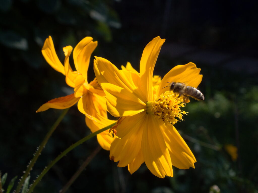 Cosmos sulphureus