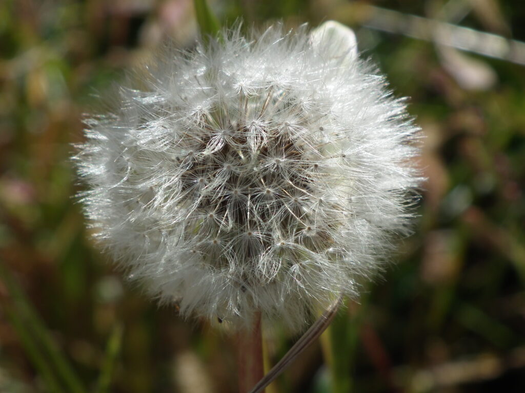 Dandelion clock