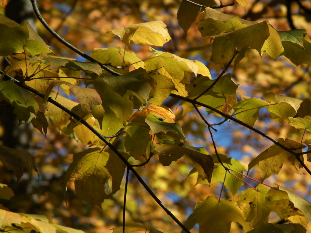 Golden leaves