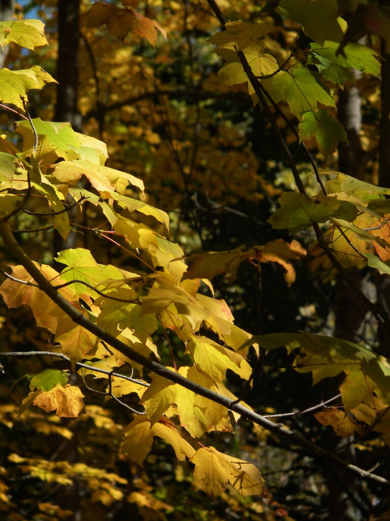 More golden leaves