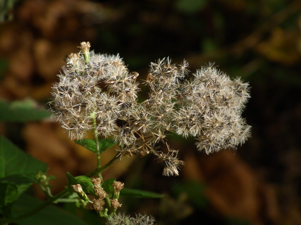 Seeds of Ageratina altissima