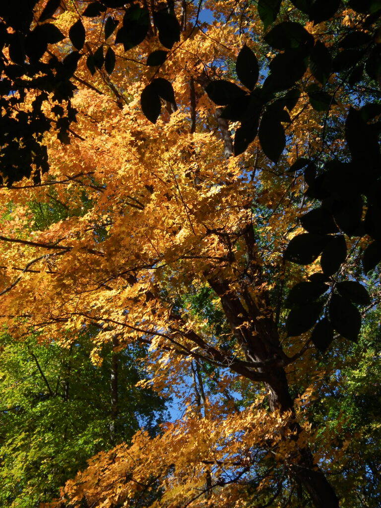 Orange maple leaves