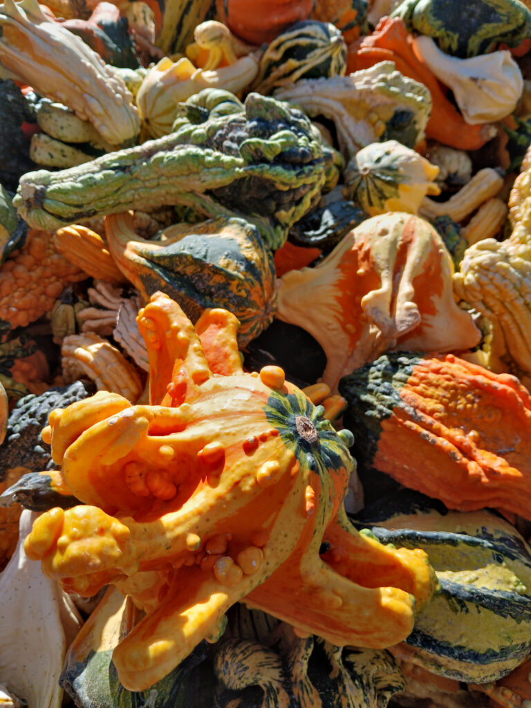 Pile of gourds