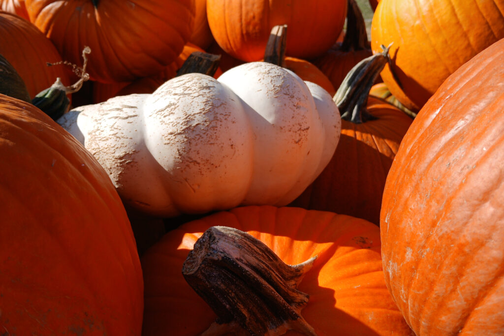 White pumpkin among orange pumpkins