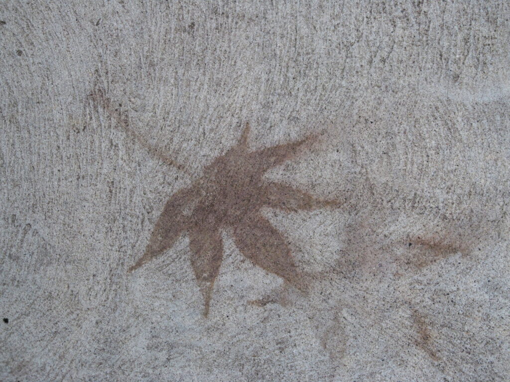 from a sweetgum leaf on the sidewalk