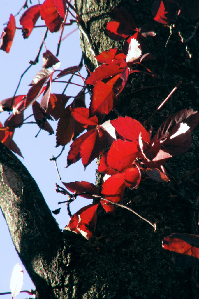 Red leaves of Virginia Creeper climbing a tree