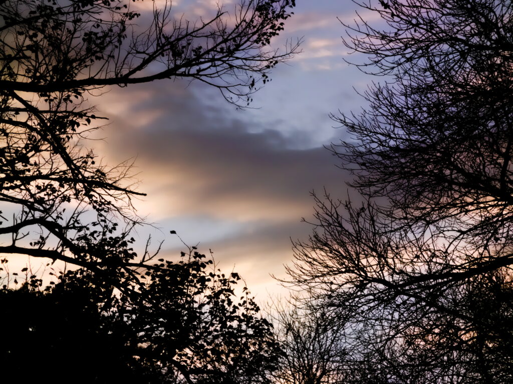 Clouds through silhouetted tree branches