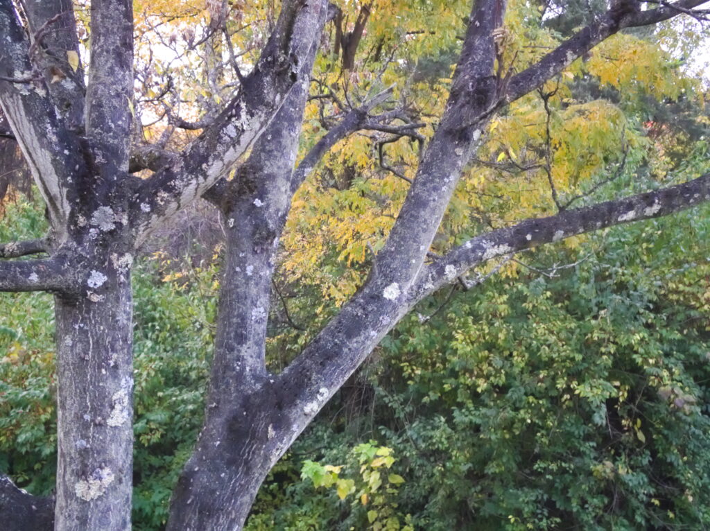 Tree trunks and branches with golden leaves behind them