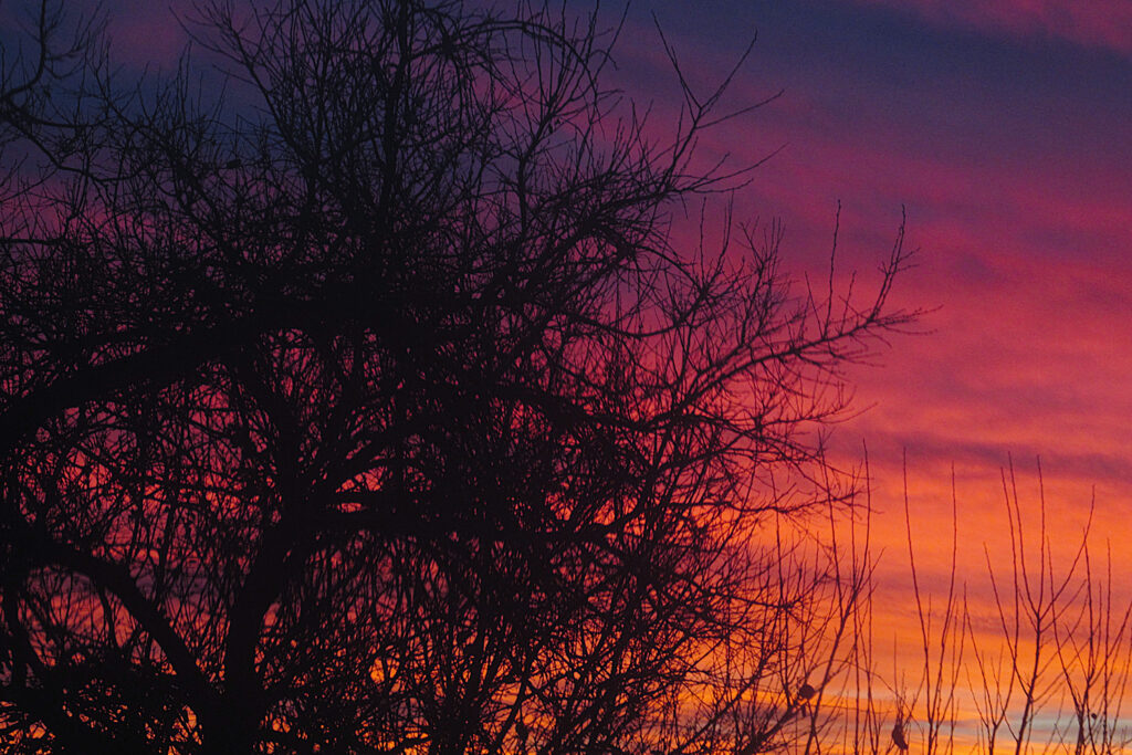 Sunset with silhouetted trees