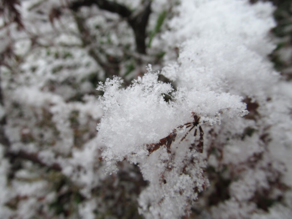 Snow on twigs