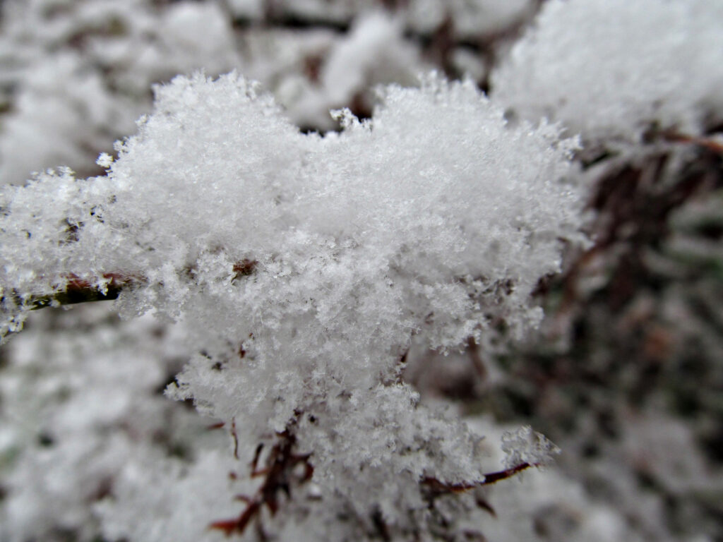 Snow on twigs