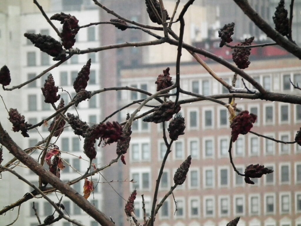 Staghorn sumac in December