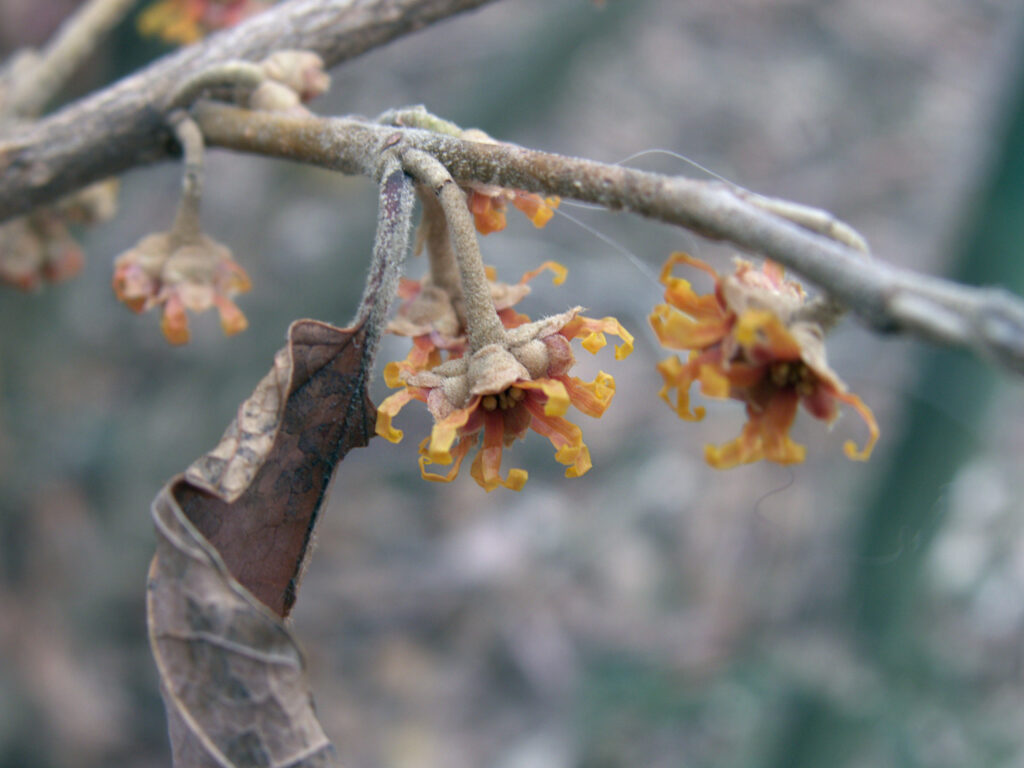 Witch Hazel (Hamamelis vernalis)