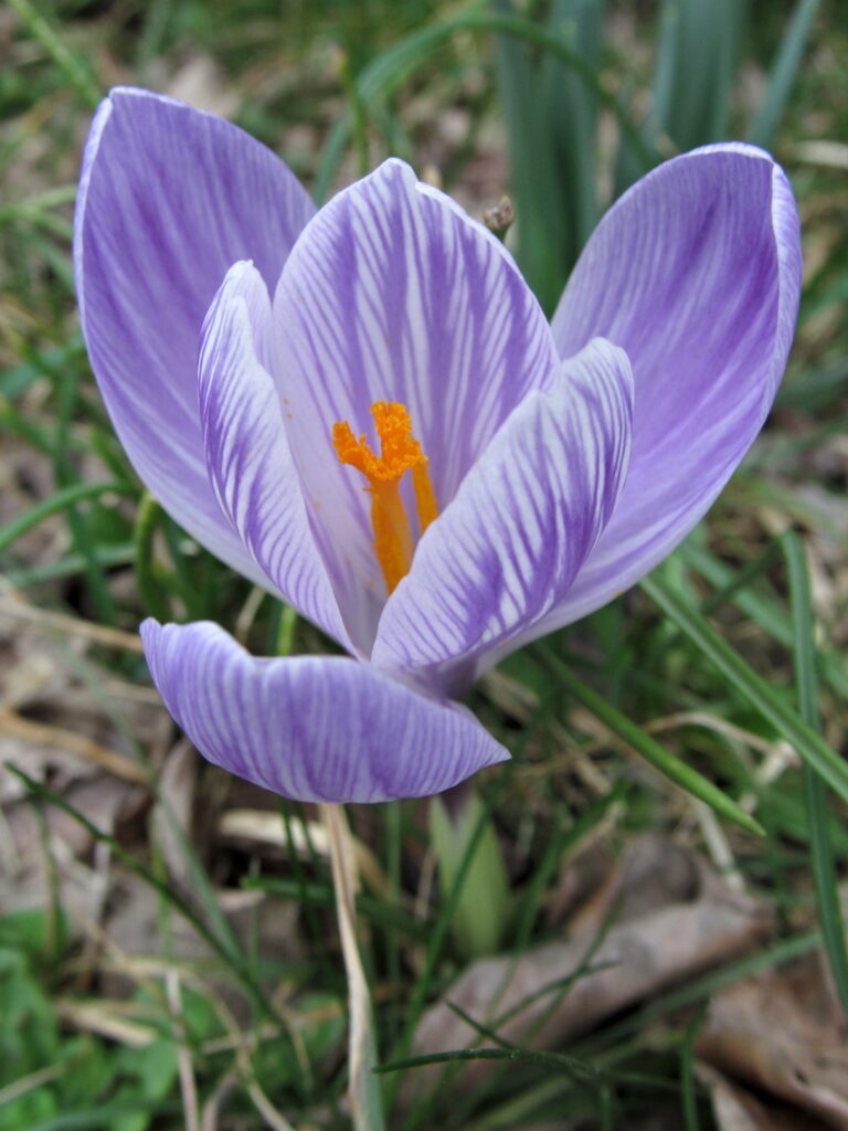 Striped crocus